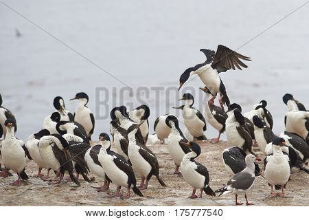 Imperial Shag (Phalacrocorax atriceps albiventer) coming into land among a large group of birds on the coast of Bleaker Island on the Falkland Islands