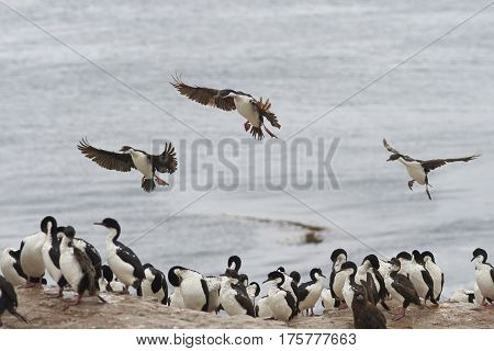 Imperial Shag (Phalacrocorax atriceps albiventer) coming into land among a large group of birds on the coast of Bleaker Island on the Falkland Islands