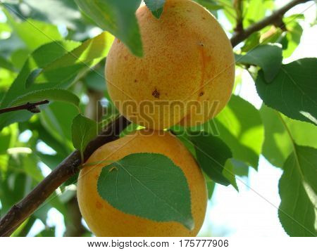 apricot ripe fruit growing on the tree closeup