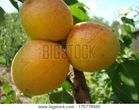 apricot ripe fruit growing on the tree closeup