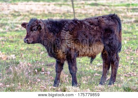Angus crossbred calf with rough winter coat in early spring pasture