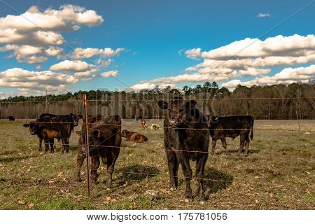 Black Angus crossbred calf looking at the camera with other calves in the same springtime pasture