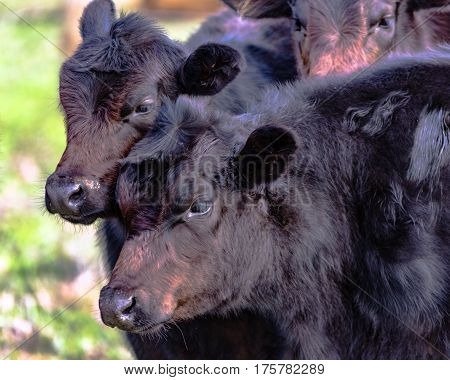 Two black Angus crossbred heifers with rough winter coats