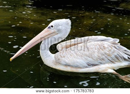 Grey pelican or Pelecanus philippensis on a lake water in sunny day, Kuala Lumpur Bird park, Malaysia. One pelican swimming in the pond. Reflection in the water.