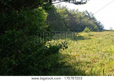 Swarm of mosquitoes on edge of the forest in sunny day