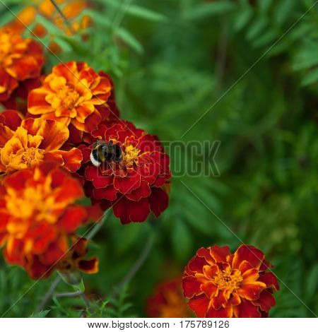 Bumble sitting on a flower marigold Close Up. Beautiful Natural floral background of Yellow and orange flowers tagetes and bombus. Summertime. Square Colorful Wallpaper With Copy Space.