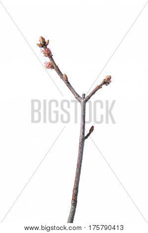 Manchurian cherry (Prunus maackii). Spring branch isolated on white background