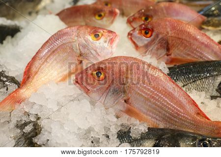 Large-eye dentex or Dentex macrophthalmus on ice for salle in the greek fish market on the background of other fishes. Horizontal. Close up.