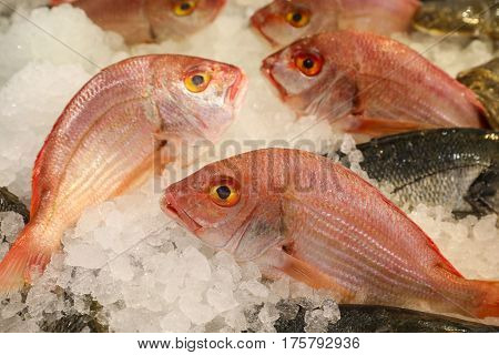 Large-eye dentex or Dentex macrophthalmus on ice for salle in the greek fish market on the background of other fishes. Horizontal. Close up.