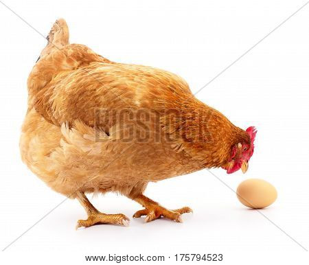 Isolated grey hen with egg in the studio