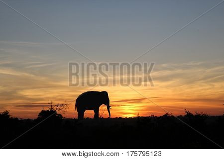 Dawn on the Savannah in a national Park Sri Lanka