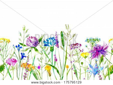 Floral seamless border of a wild flowers and herbs on a white background.Buttercup, clover,bluebell,vetch,timothy grass,lobelia,spike. Watercolor hand drawn illustration.