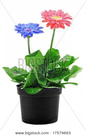 vissa gerbera daisies på plantpot på en vit bakgrund