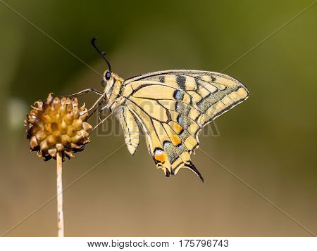Swallowtail Resting In The Morning Light