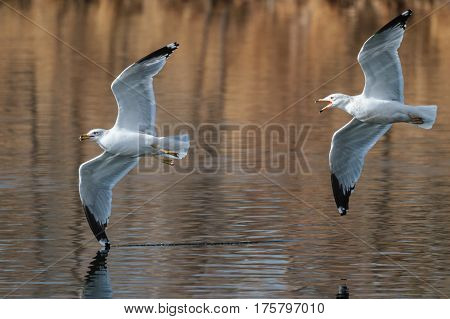 Two ring-billed gulls gliding over a still lake