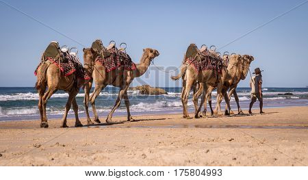 Guide leading camels along Lighthouse Beach in Port Macquarie, NSW, Australia