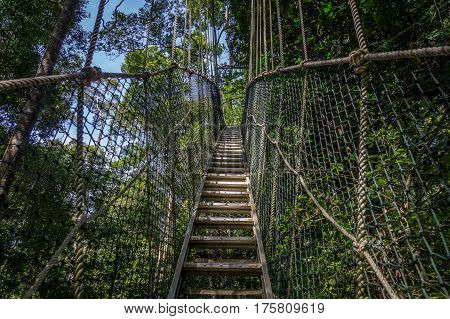 Canopy bridge in Taman Negara national park, Malaysia