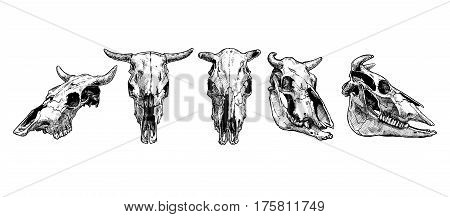 Vector illustration set of bull and cow skull stylized as engraving. Profile full face and three-quarter views.
