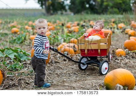 Pumpkin Patch