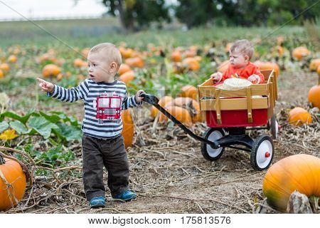 Pumpkin Patch