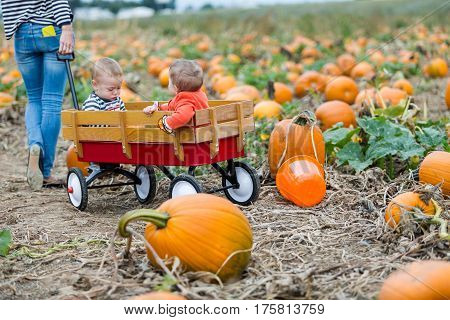 Pumpkin Patch