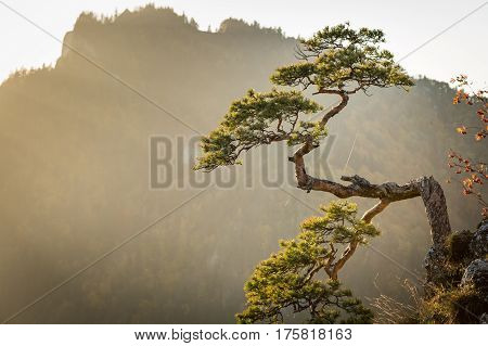 Sokolica most famous tree in Pieniny Mountains Poland