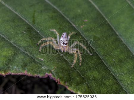The white spider is placed on the floor of a green leaf.