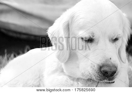 Puppy of Golden Retriver have a sad mood