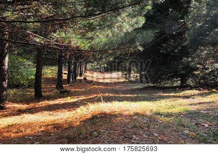 beautiful autumn forest. yellow grass and green pines.