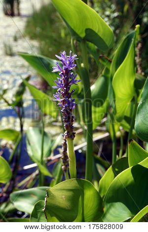 Pickerel weed (Pontederia cordata) blooms in a small, artificial lake in Joliet, Illinois during June.