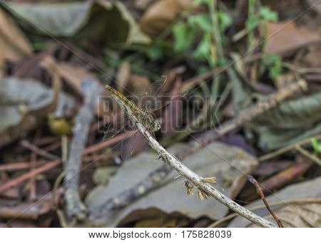 Yellow dragonfly hanging on a dry branch.