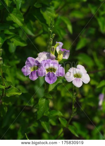Laurel Clockvine, laurel-leaved thunbergia, blue trumpet vine, kar tuau, rang jeud, or Thunbergia laurifolia