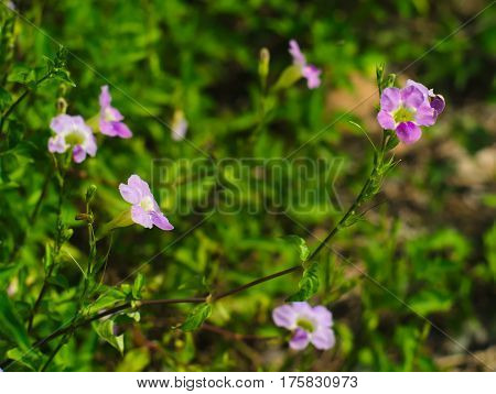 Laurel Clockvine, laurel-leaved thunbergia, blue trumpet vine, kar tuau, rang jeud, or Thunbergia laurifolia
