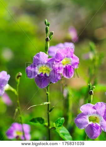 Laurel Clockvine, laurel-leaved thunbergia, blue trumpet vine, kar tuau, rang jeud, or Thunbergia laurifolia