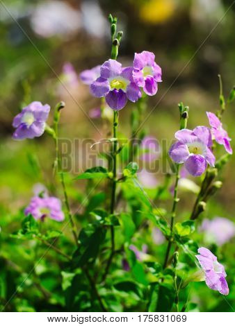 Laurel Clockvine, laurel-leaved thunbergia, blue trumpet vine, kar tuau, rang jeud, or Thunbergia laurifolia