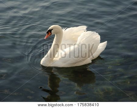 white swan swimming serenely in Lake Lucerne