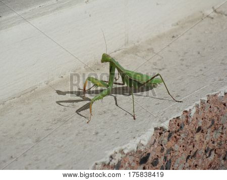 green praying mantis on a sunny day