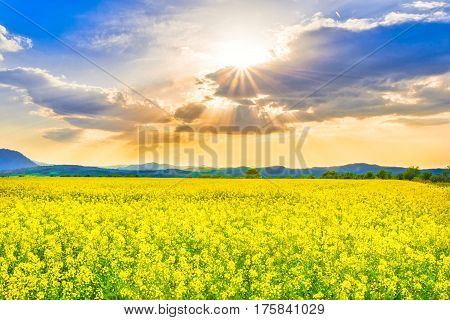 Sunset light over golden rape field, Romania.