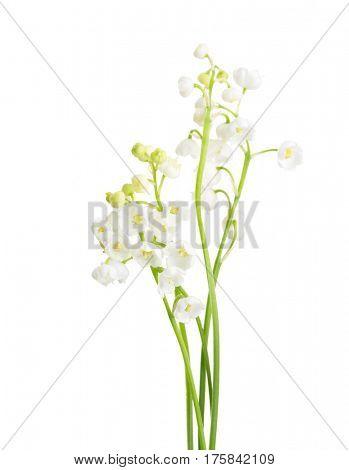 Few sprigs of Lily of the Valley isolated on white background. 