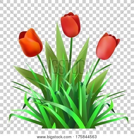 Green grass with tulips. Flowers. Nature.Vector  illustration