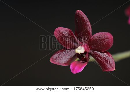 Of priod, plants, flora, flowers, orchids, Pets, flowers, beauty, Orchidáceae, monocots, Phalaenopsis