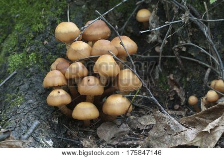 Sheathed woodtuft on an old stump closeup
