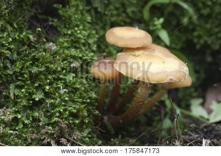 Sheathed woodtuft on an old stump closeup