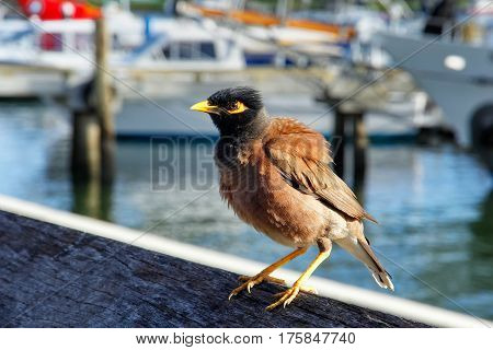 Common Myna Sitting At Denarau Port, Viti Levu, Fiji