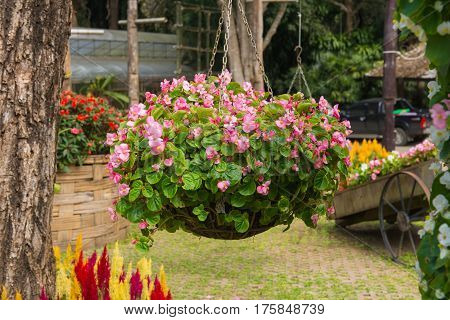 Colorful Of Petunia Flowers On Flowerpot In Garden