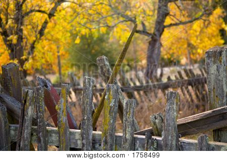 Corsa obliqua autunno aggrovigliati
