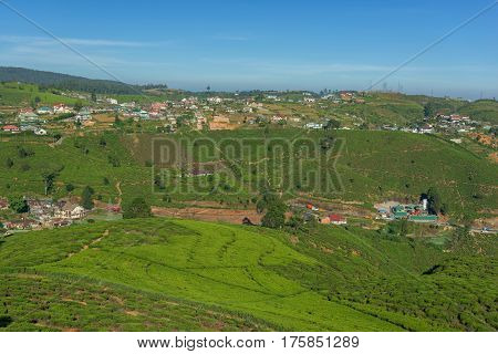 Landscape with green fields of tea near the city in Sri Lanka