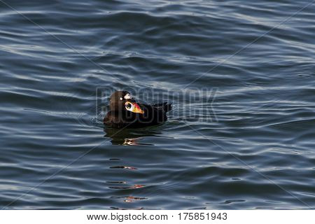 Surf Scoter water bird in bc canada