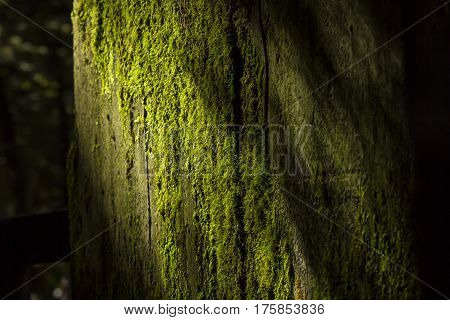 Anophyte on the branches of the tree.