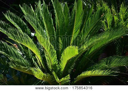 background large lush green fern in afternoon sunlight